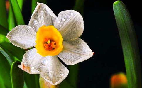 水仙開花之后怎么處理?