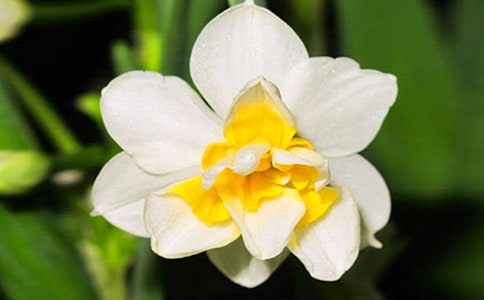 水仙花開花后怎么養？