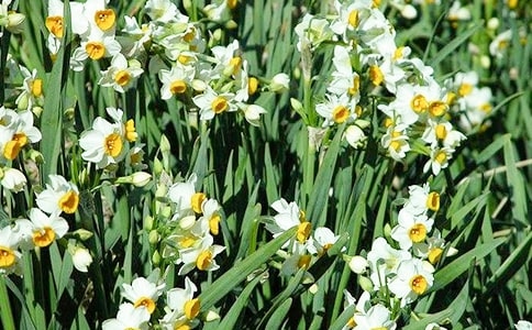 水仙花開花后怎么處理