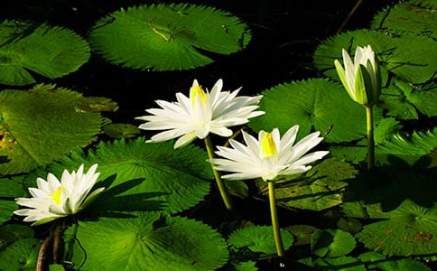 睡蓮在什么時(shí)候開花的