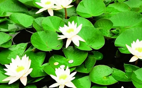 睡蓮一般什么時候開花