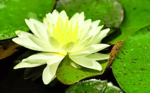 睡蓮一般在什么時候開花