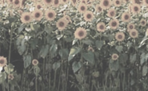 太陽花的花語是什么