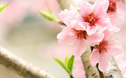 桃花如何祛斑