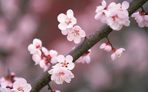 深圳三月踏青賞桃花好去處范文