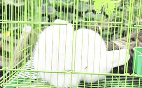干兔子肉怎么做好吃
