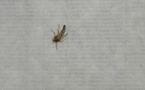 防蚊子的小妙招