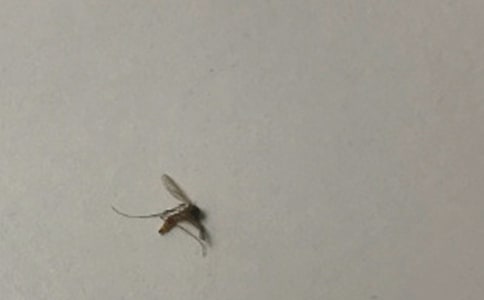 蚊子叮的教案
