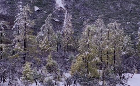 下雪天停車注意事項有哪些
