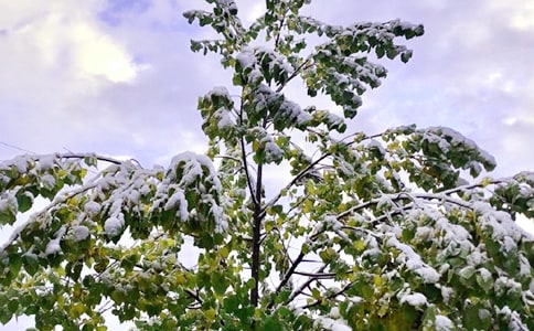 下雪感言（精選80句）