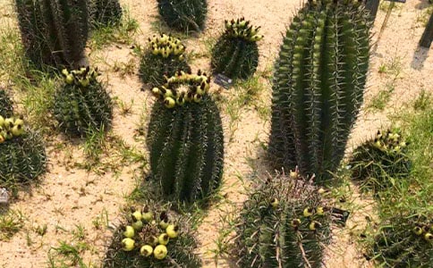 白檀仙人掌多開花的養護技巧