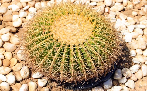 仙人掌怎么養才能開花