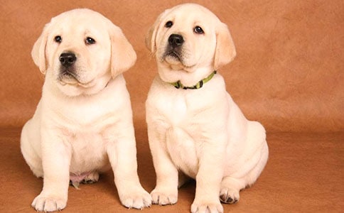 小狗腸胃不好怎么調(diào)理