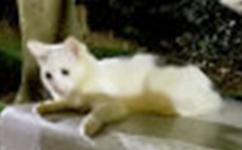 小班藝術(shù)教案:幾只小貓叫