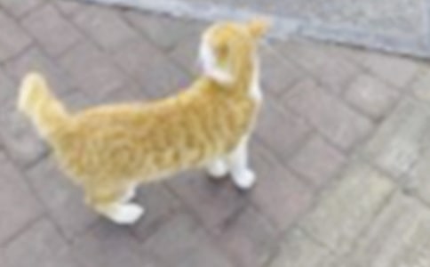 大貓和小貓幼兒教案