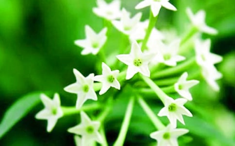 夜來香是什么時(shí)候開花