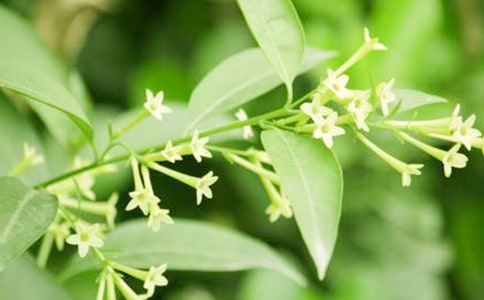 夜來香在什么時候開花