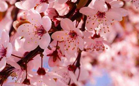 2017上海周邊賞櫻花好去處