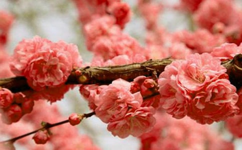 櫻花的簡單折法