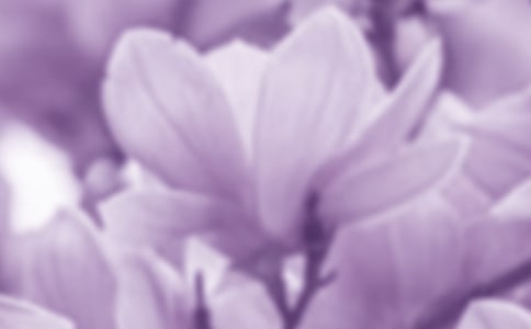 玉蘭花的開花時間