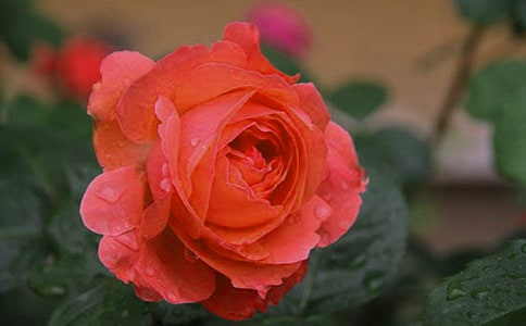 豐花月季什么時候開花