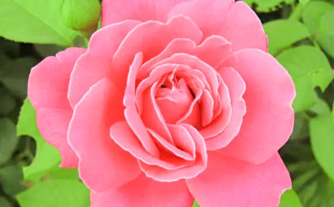 玫瑰花與月季花的區(qū)別