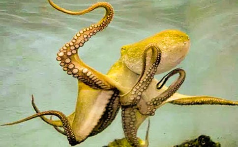 自私的章魚睡前故事