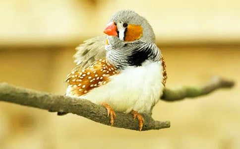 五年級上冊語文珍珠鳥教案