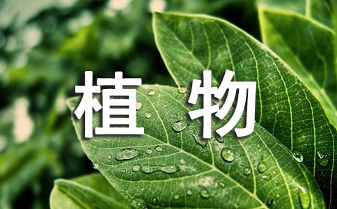 《植物大戰僵尸》各種特殊僵尸的弱點游戲攻略