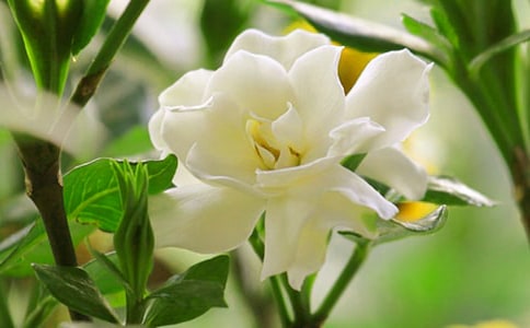 梔子花的7大養護技巧