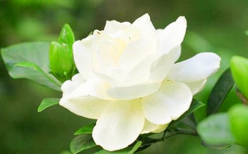 梔子花只長(zhǎng)葉子不開花是因?yàn)槭裁?/></p><p><strong> 1、修剪問題</strong></p><p> (1)具體原因:有的植株的長(zhǎng)勢(shì)會(huì)非常茂盛。如長(zhǎng)期不修剪,那么養(yǎng)分就會(huì)先供給給莖葉等等部位,那么花蕾的長(zhǎng)出就會(huì)受到阻礙了。</p><p> (2)解決措施:最好定期給植株修剪,長(zhǎng)時(shí)間不剪肯定是不行的。</p><p><strong> 2、肥料問題</strong></p><p> (1)具體原因:主要就是說肥料的種類不對(duì)。具體來說,含有N的肥太多,導(dǎo)致葉子的成長(zhǎng)很快。但是,含有P的肥又太少,花就開不出來。這樣,就造成了看起來植株很旺盛,實(shí)際上只是葉子而沒有花的現(xiàn)象。</p><p> (2)解決措施:磷肥對(duì)于花朵來說是意義重大的。特別是在花芽?jī)洪_始分化的時(shí)候,一定要多用磷肥,少用含氮的。比如,(KH2SO2)溶液等。</p><p><strong> 3、水分問題</strong></p><p> (1)具體原因:在孕育花蕾之前,要是澆的水太多了,也會(huì)使得植株的葉子長(zhǎng)得特別快,但就是花朵長(zhǎng)得少。</p><p> (2)解決措施:在孕蕾期時(shí),適當(dāng)減少一些水量。</p><p> 4、溫度問題</p><p> (1)具體原因:這里主要指的是冬季植株正休眠的時(shí)候溫度太高了。這樣,植株的休眠就會(huì)過早地被打破,然后芽葉就會(huì)過早地發(fā)出,消耗掉很多養(yǎng)分。等到要開花的時(shí)候,花朵的數(shù)量就很少了。</p><p> (2)解決措施:休眠時(shí)的溫度最好在五度左右,安全過冬就行。</p><script>s(