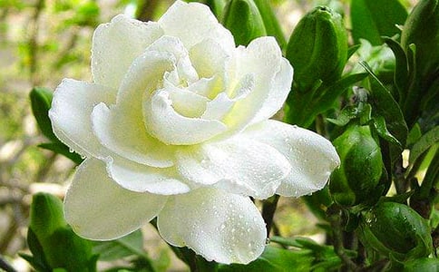 梔子花冬季怎么養(yǎng)